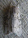 Acronicta tota - Hodges#9210 - photo 4