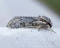 Acronicta tota - Hodges#9210 - photo 5