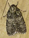 Acronicta tristis - Hodges#9247 - photo 2