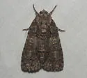 Acronicta tristis - Hodges#9247 - photo 4
