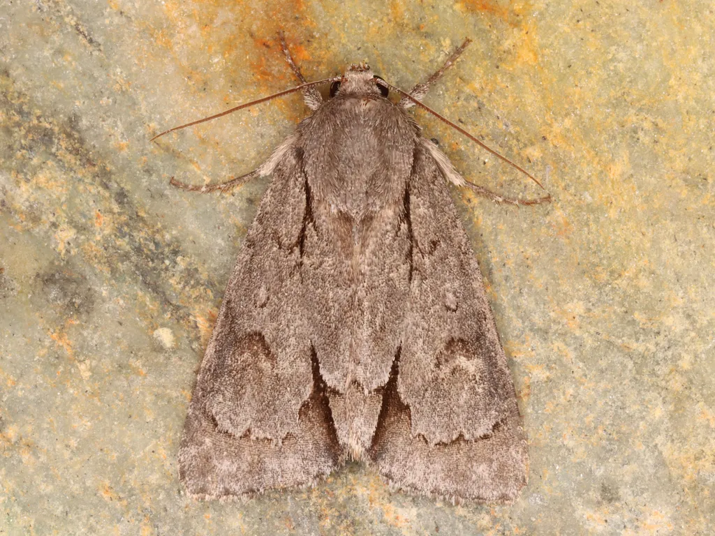 Triton Dagger Moth - Hodges#9211 - photo 2
