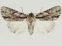 Acronicta valliscola - Hodges#9239