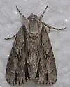Acronicta valliscola - Hodges#9239 - photo 2