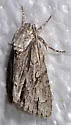 Acronicta valliscola - Hodges#9239 - photo 3