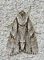Acronicta valliscola - Hodges#9239 - photo 4