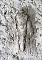 Acronicta valliscola - Hodges#9239 - photo 5
