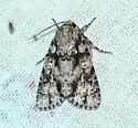 Wikle's Dagger Moth - Hodges#9255.2