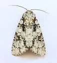 Wikle's Dagger Moth - Hodges#9255.2 - photo 2