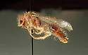 Acrophotopsis eurygnatha