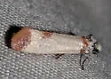 Acroplectis haemanthes - Hodges#3590 - Acroplectis haemanthes