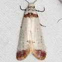 Acroplectis haemanthes - Hodges#3590 - photo 3