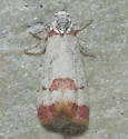 Acroplectis haemanthes - Hodges#3590 - photo 4