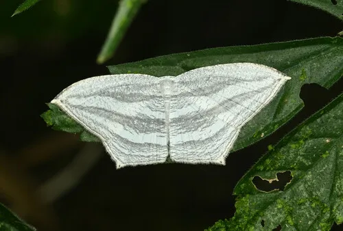 Acropteris leptaliata