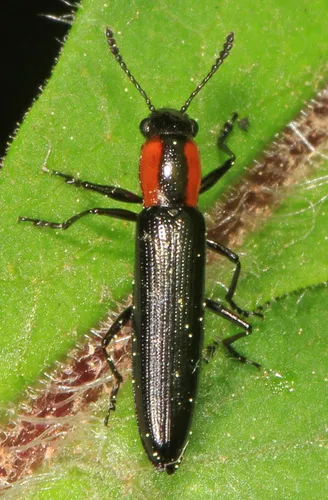 Slender Lizard Beetle