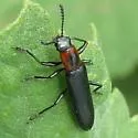Acropteroxys lecontei