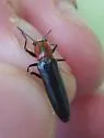 Acropteroxys lecontei - photo 2