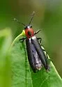 Acropteroxys lecontei - photo 3