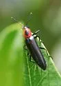 Acropteroxys lecontei - photo 4