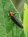 Acropteroxys lecontei - photo 5