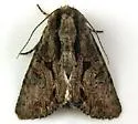 Acroria pulchra - Hodges#9562.1