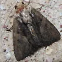 Acroria pulchra - Hodges#9562.1 - photo 3