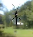 Acroricnus stylator - photo 3