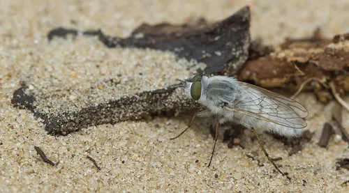 Acrosathe annulata