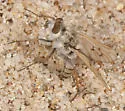 Acrosathe vanduzeei - photo 4