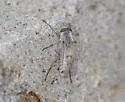 Acrosathe vialis