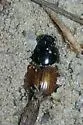 Acrossus rubripennis