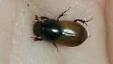 Acrossus rubripennis - photo 2