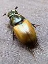 Acrossus rubripennis - photo 3