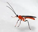 Acrotaphus fuscipennis