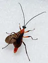 Acrotaphus fuscipennis - photo 2