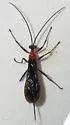 Acrotaphus fuscipennis - photo 3