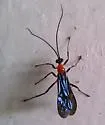 Acrotaphus fuscipennis - photo 4