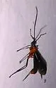 Acrotaphus fuscipennis - photo 5