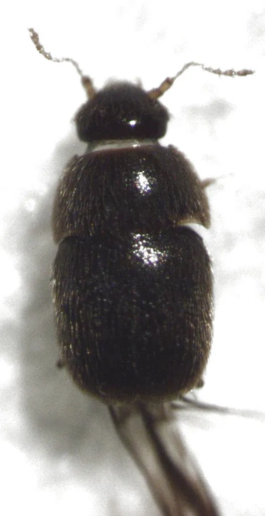 Acrotrichis insularis - photo 2
