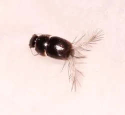 Acrotrichis rosskotheni - Acrotrichis rosskotheni