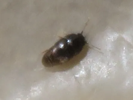 Acrotrichis sitkaensis