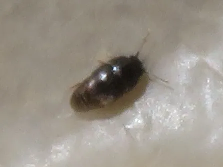 Acrotrichis sitkaensis - photo 3