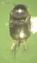 Acrotrichis xanthocera - Acrotrichis xanthocera