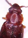 Acruliopsis tumidula - photo 2