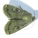 Actebia balanitis - Hodges#10923