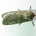 Actebia balanitis - Hodges#10923 - photo 2