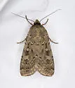 Actebia balanitis - Hodges#10923 - photo 3