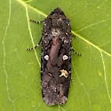 Black Army Cutworm - Hodges#10924