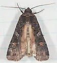 Black Army Cutworm - Hodges#10924 - photo 2