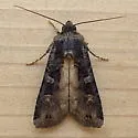 Black Army Cutworm - Hodges#10924 - photo 3