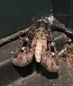 Black Army Cutworm - Hodges#10924 - photo 4